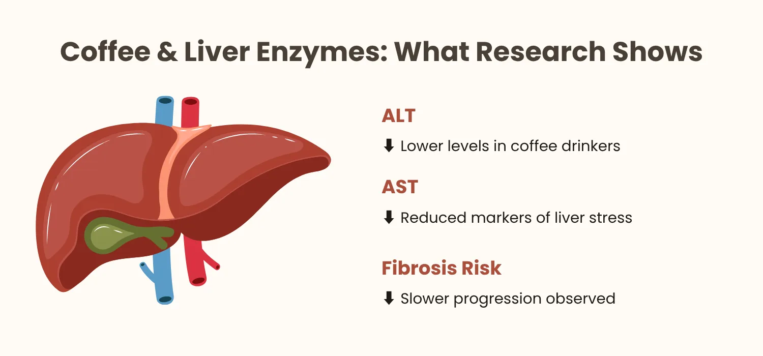 Coffee & Liver Enzymes: What Research Shows